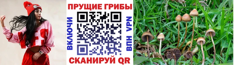 Галлюциногенные грибы прущие грибы Богучар